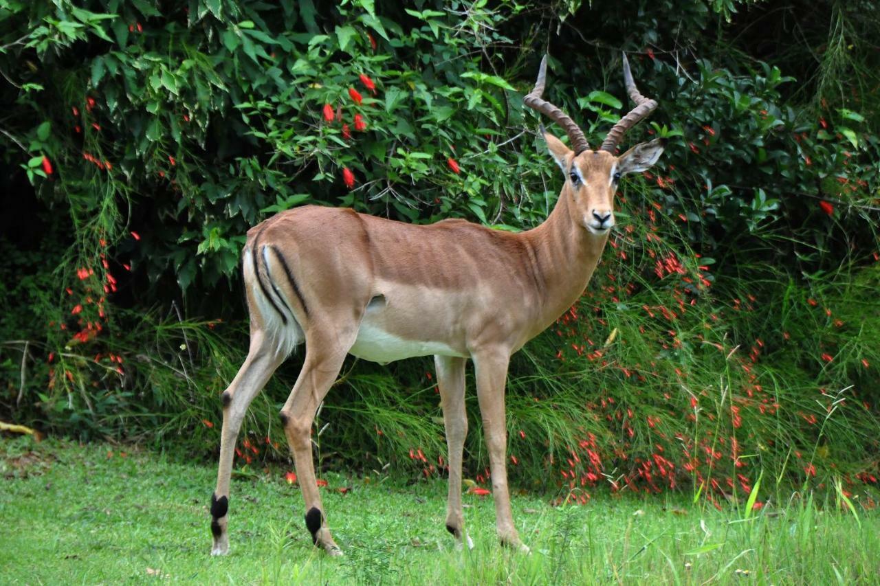 Kruger Park Lodge Unit No. 277 Hazyview Bagian luar foto